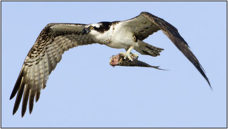 Osprey