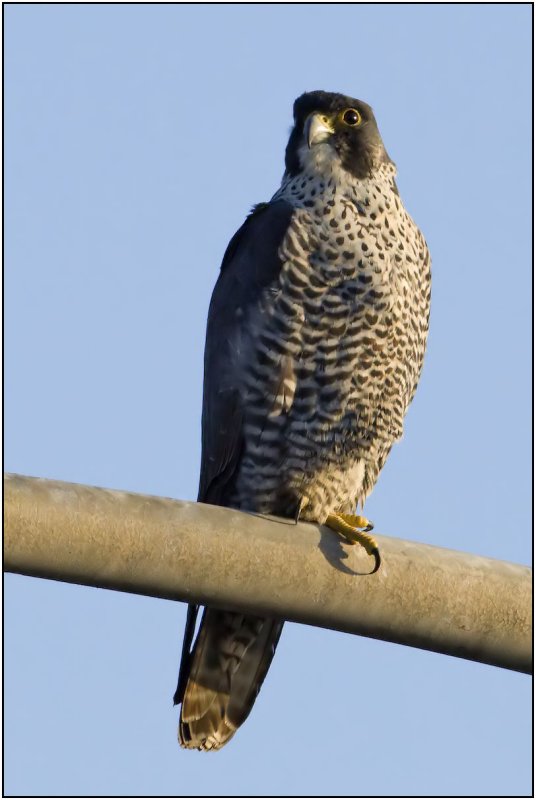 Peregrine Falcon