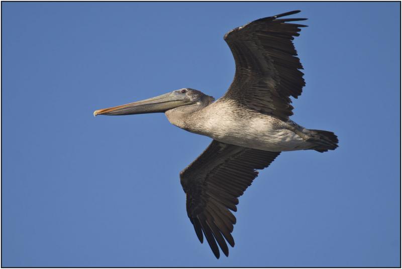 Brown Pelican