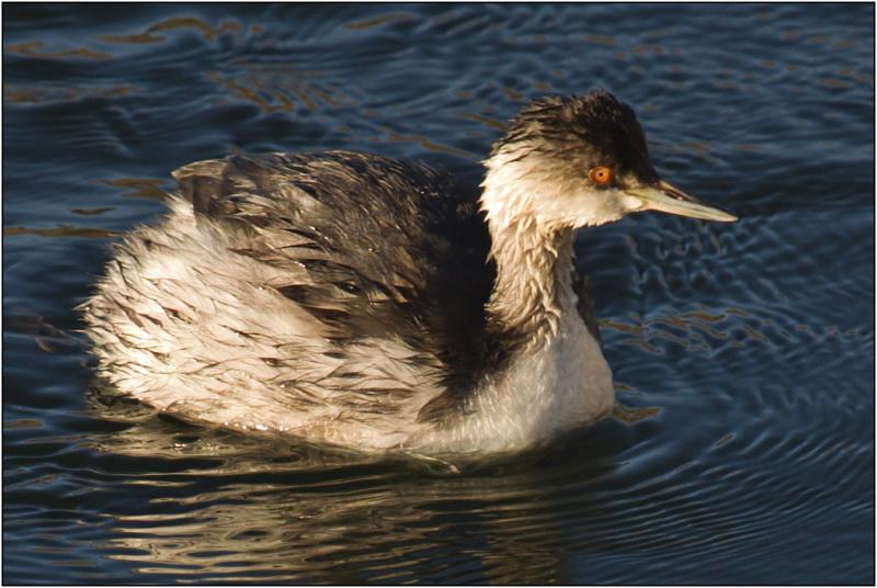 Eared Grebe