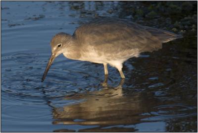 Willet