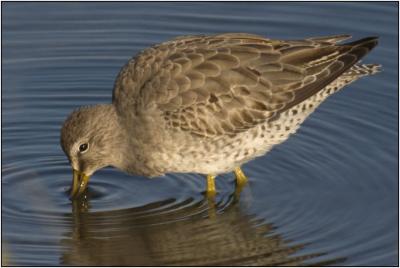 Greater Yellowlegs