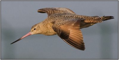 CRW_7984.jpg
