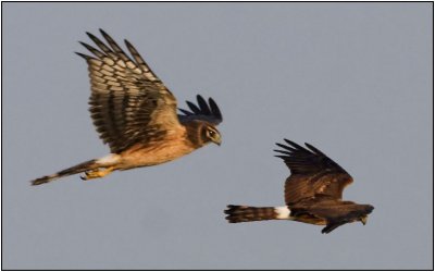 Northern Harrier