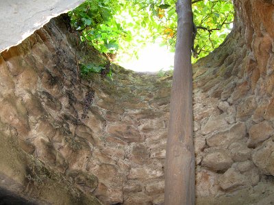 Underground tree