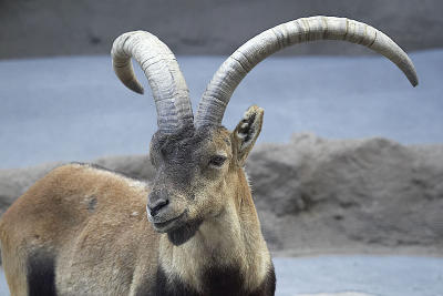 Spanish Ibex - an endangered specie on the European continent
