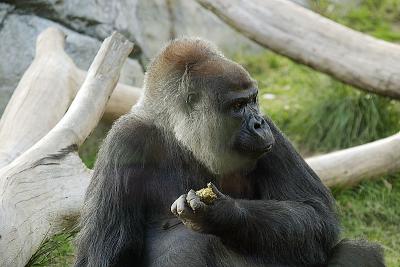 One gorilla's junk is another gorilla's treasure?
