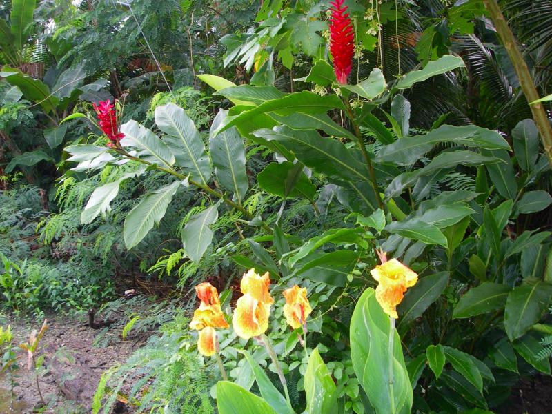 Red and yellow flowers