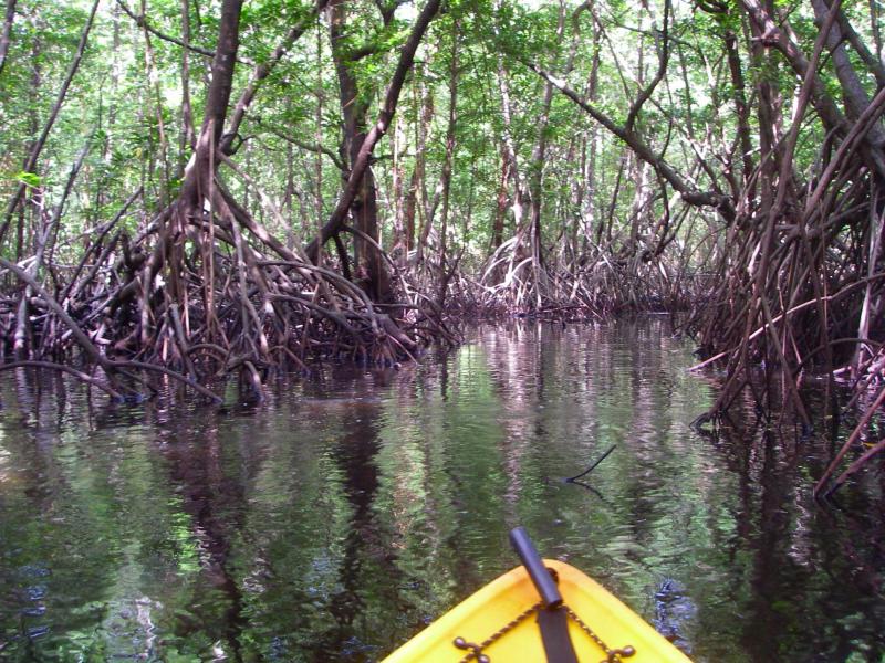 Mangroves