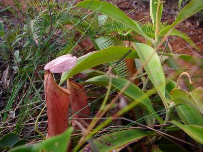 Pitcher plant