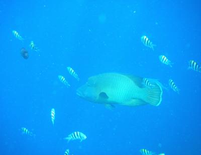 Napoleon Wrasse (Cheilinus undulatus)