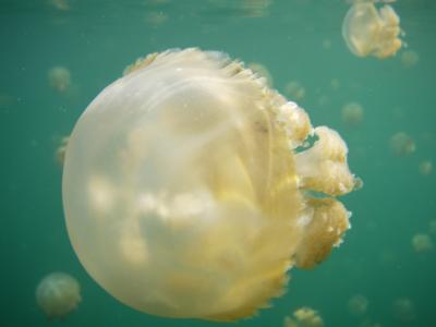 Jellyfish