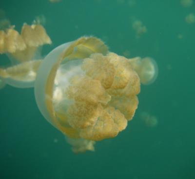 Jellyfish