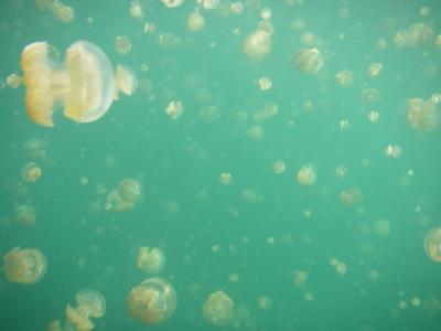 Many Jellyfish