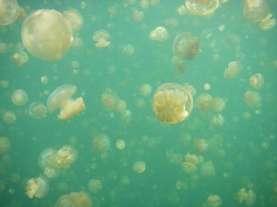 More Jellyfish