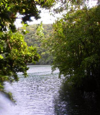 Jellyfish Lake