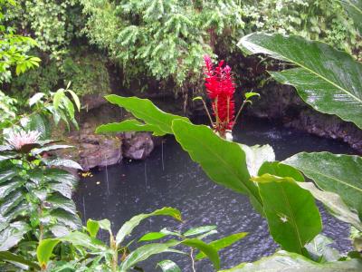 Pool and flowers