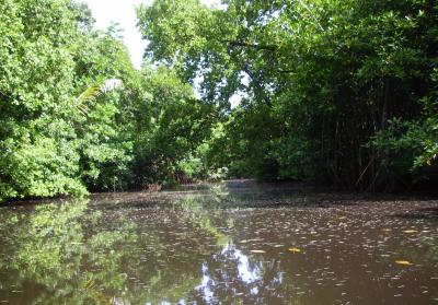 Mangroves