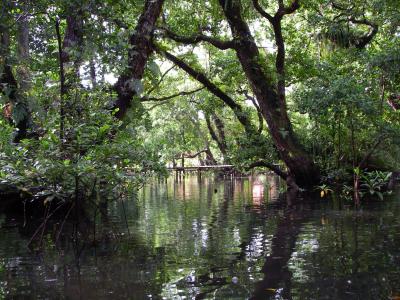 Pacific Tree Lodge