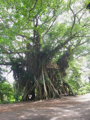 Banyan with treehouse