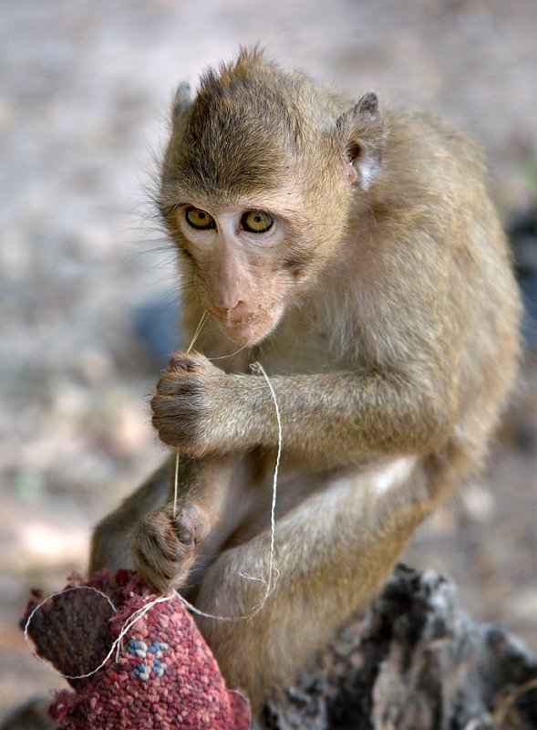 Woody from Siem Reap, Cambodia