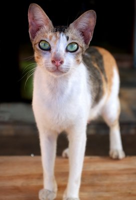 Captive Green Eyes (Temple Cat)