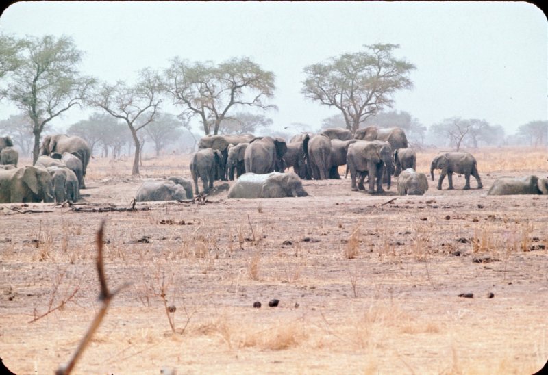 More Elephants