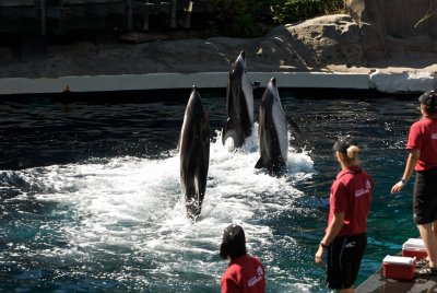 Pacific Dolphins