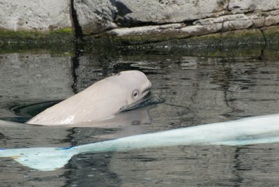 Baby Beluga II (w/Mum)