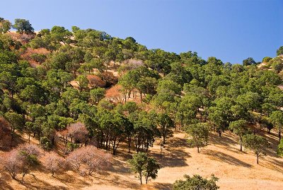 Summer Hillside