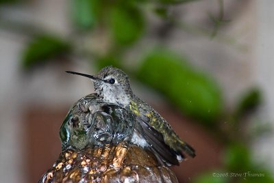 Hummingbird Bath