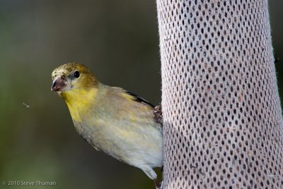 Goldfinch