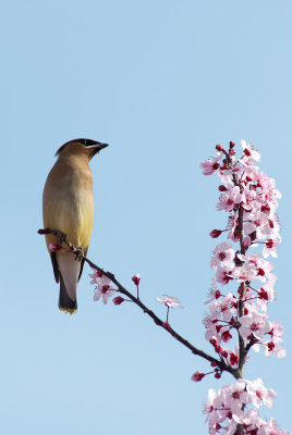 Cedar Waxwing