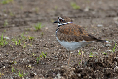 Other Birds/Misc.