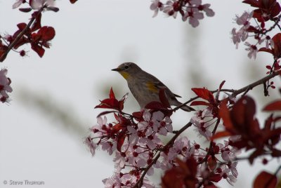 Yellow-Rumped Warbler