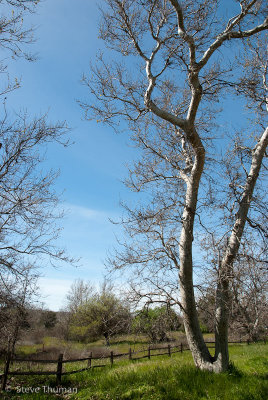 Spring Sycamore