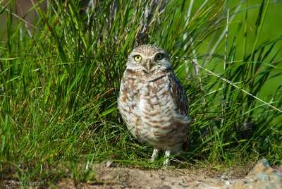 Burrowing Owl