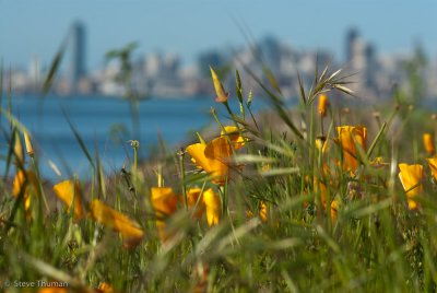 Poppies and San Francisco