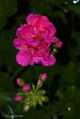 Rainy Day Flowers