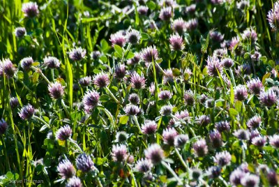 Red Clover