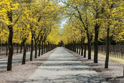 Sterling Vinyards