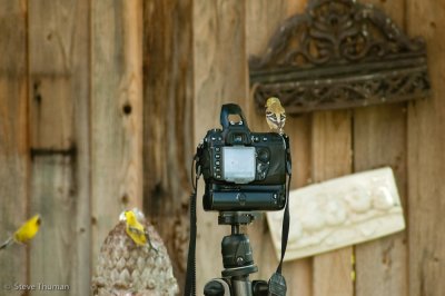 Goldfinch Photographer