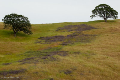 Vetch, Oaks and Grass