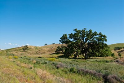 Old Oak