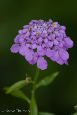 Backyard Flower