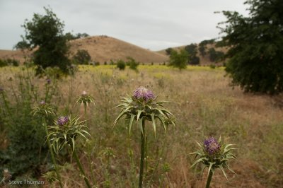 Thistle Bloom