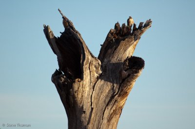 Lofty Perch