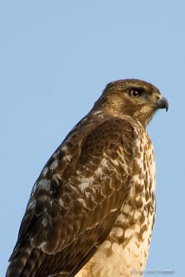 Perched Red Tail Hawk