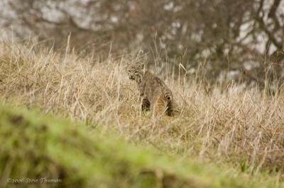 Bobcat at Los Vaqueros