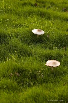 Mushrooms